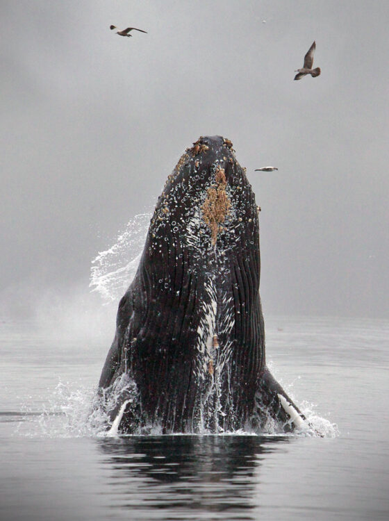 british columbia wilderness tours