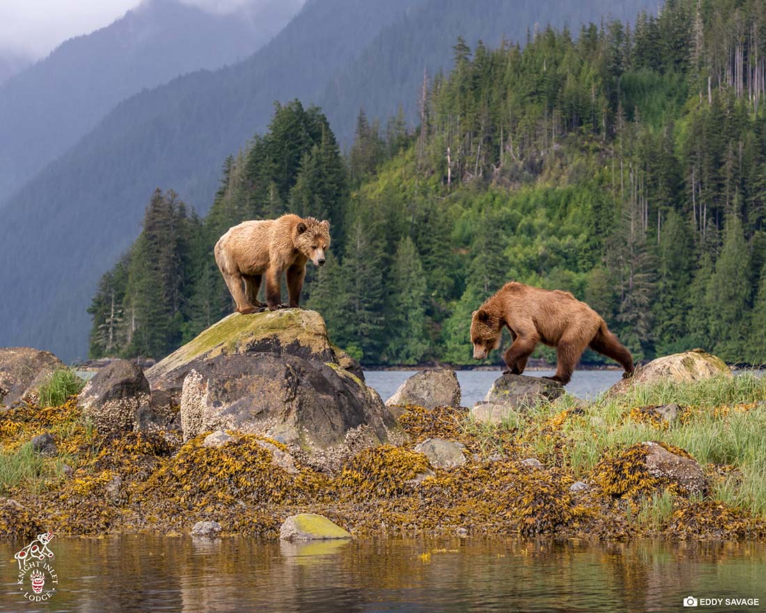 SPRING BEARS IN FOCUS - Photography Week At Knight Inlet Lodge